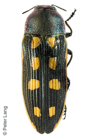 Castiarina xanthopilosa, PL0184, SL, 13.7 × 4.9 mm